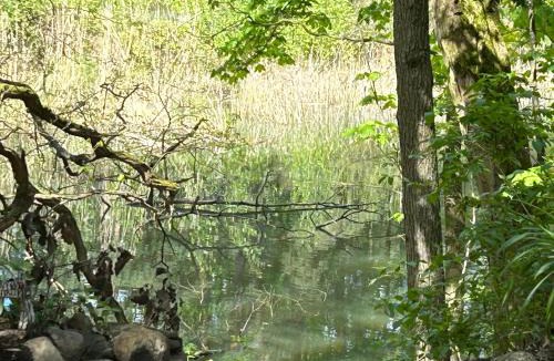 Coswig House | Bungalow im Wald am See - Biberspur