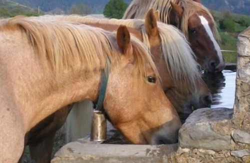 Campelles Cottage | Self catering Can Tubau for 20 people