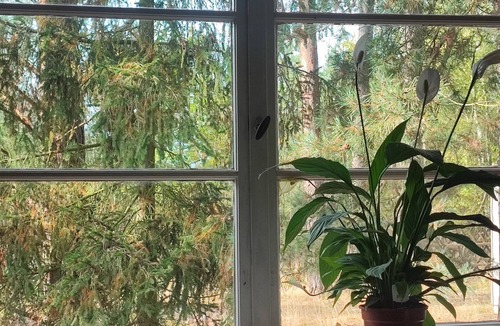 Busendorf House | "Villa Luca"—a place to relax, even for dogs, in the middle of the forest—near the Klaistow Asparagus Farm