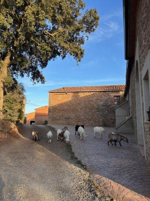 Photo of Others in Aguilar de Segarra