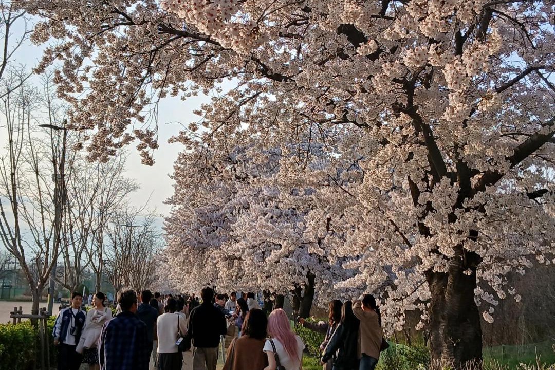 Photo of Others in Mangwon-dong