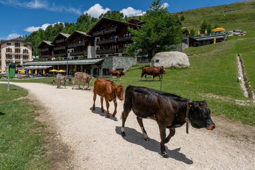 Photo of Others in Zermatt