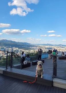 Itaewon Apartment | Modern 2BR in Haebangchon, Near Itaewon, Seoul Holiday Stay